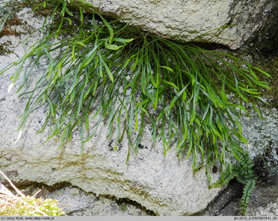 Asplenium septentrionale (zanokcica północna)