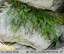 Asplenium septentrionale (zanokcica północna)