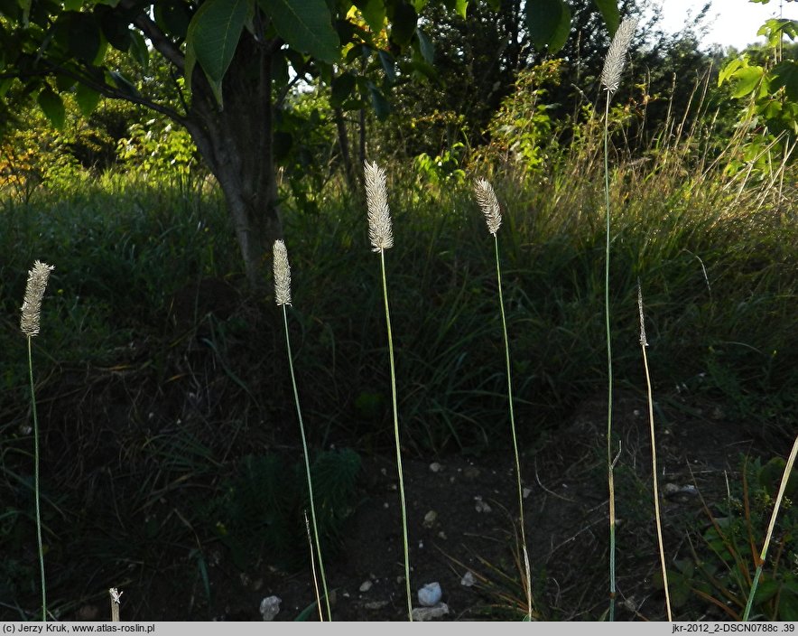 Phleum hubbardii (tymotka kolankowata)