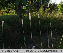 Phleum hubbardii (tymotka kolankowata)