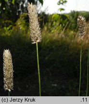 Phleum hubbardii (tymotka kolankowata)