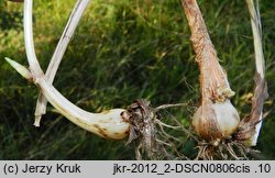 Phleum pratense s.str. (tymotka łąkowa s.str.)