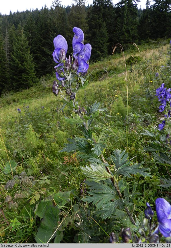 Aconitum ×berdaui nssp. berdaui (tojad Berdaua typowy)