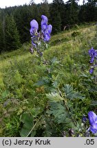 Aconitum ×berdaui nssp. berdaui (tojad Berdaua typowy)