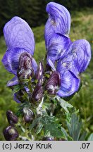 Aconitum ×berdaui nssp. berdaui (tojad Berdaua typowy)