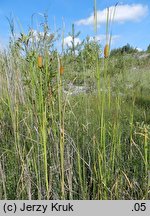 Typha laxmannii (pałka wysmukła)