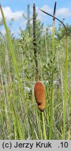 Typha laxmannii (pałka wysmukła)