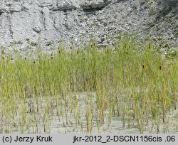 Typha laxmannii (pałka wysmukła)