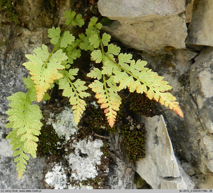 Woodsia pulchella (rozrzutka nadobna)