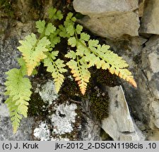 Woodsia pulchella (rozrzutka nadobna)