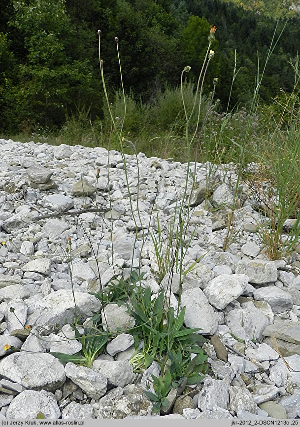 Pilosella schultesii (kosmaczek Schultesa)