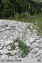 Pilosella schultesii (kosmaczek Schultesa)