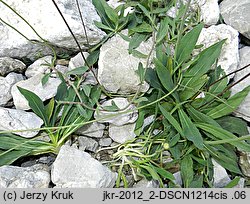 Pilosella schultesii (kosmaczek Schultesa)
