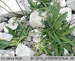 Pilosella schultesii (kosmaczek Schultesa)