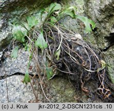 Asplenium septentrionale (zanokcica północna)