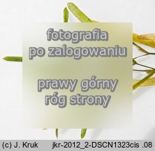 Potamogeton acutifolius (rdestnica ostrolistna)