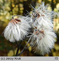 Hieracium barbatum (jastrzębiec gałęzisty)