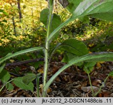 Hieracium barbatum (jastrzębiec gałęzisty)