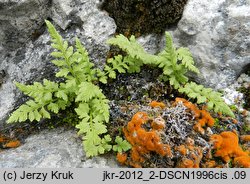 Woodsia pulchella (rozrzutka nadobna)