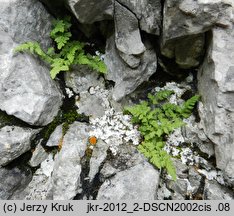 Woodsia pulchella (rozrzutka nadobna)