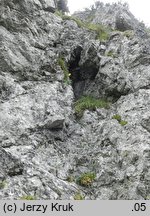 Woodsia pulchella (rozrzutka nadobna)