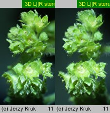 Alchemilla glaucescens (przywrotnik kosmaty)