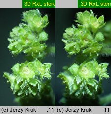 Alchemilla glaucescens (przywrotnik kosmaty)