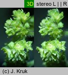 Alchemilla glaucescens (przywrotnik kosmaty)