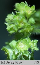 Alchemilla glaucescens (przywrotnik kosmaty)