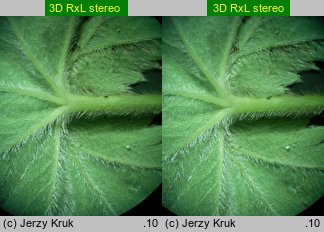 Alchemilla glaucescens (przywrotnik kosmaty)