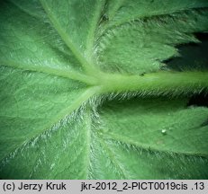 Alchemilla glaucescens (przywrotnik kosmaty)