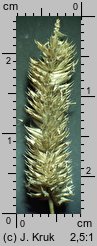 Phleum hubbardii (tymotka kolankowata)