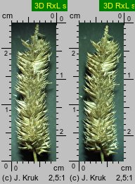 Phleum hubbardii (tymotka kolankowata)