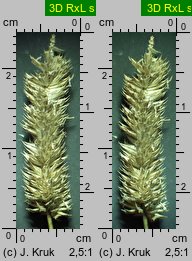 Phleum hubbardii (tymotka kolankowata)