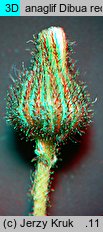 Pilosella schultesii (kosmaczek Schultesa)