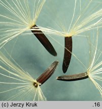 Hieracium sabaudum (jastrzębiec sabaudzki)