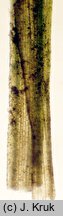 Potamogeton berchtoldii (rdestnica Berchtolda)