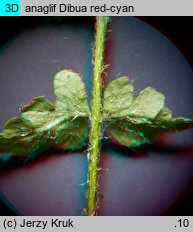 Woodsia ilvensis (rozrzutka brunatna)