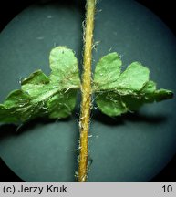 Woodsia ilvensis (rozrzutka brunatna)