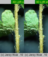 Woodsia ilvensis (rozrzutka brunatna)