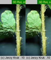 Woodsia ilvensis (rozrzutka brunatna)