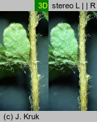 Woodsia ilvensis (rozrzutka brunatna)