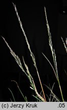 Festuca ovina s.str. (kostrzewa owcza s.str.)