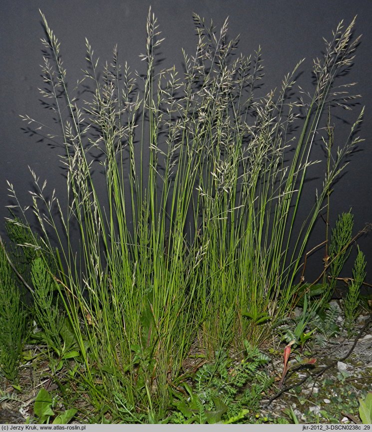 Festuca rubra s.str. (kostrzewa czerwona s.str.)