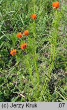 Adonis aestivalis (miłek letni)