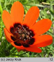 Adonis aestivalis (miłek letni)