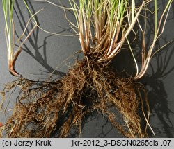 Festuca rubra s.str. (kostrzewa czerwona s.str.)