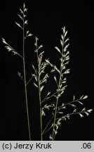 Festuca rubra s.str. (kostrzewa czerwona s.str.)