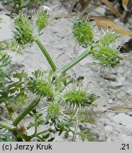 Caucalis platycarpos (włóczydło polne)
