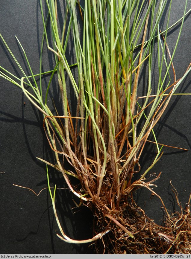 Festuca nigrescens (kostrzewa czarniawa)